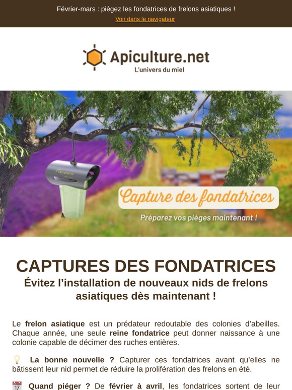 🛑 Stoppez les frelons asiatiques avant l’été !