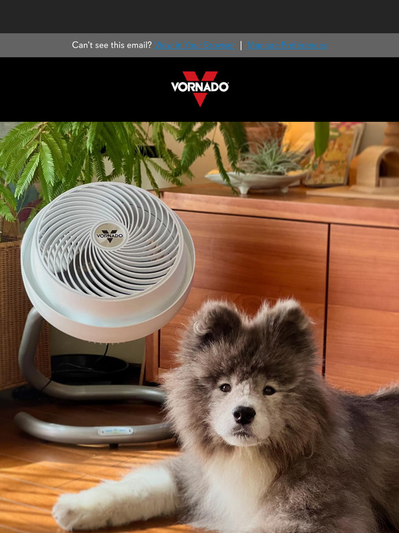 Create an Environment Your Pets Will Love