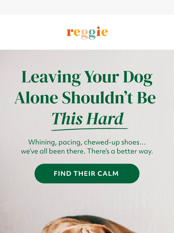 Is alone time stressing out your furry friend?