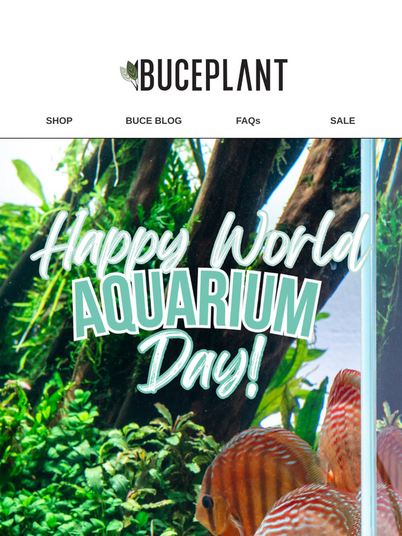 🐠🌿20% OFF Plants for Aquarium Day