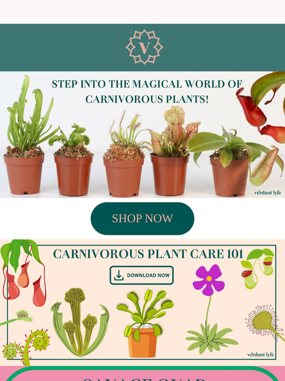 🦟 Discover the Fascinating World of Carnivorous Plants 🌱🦗🦎