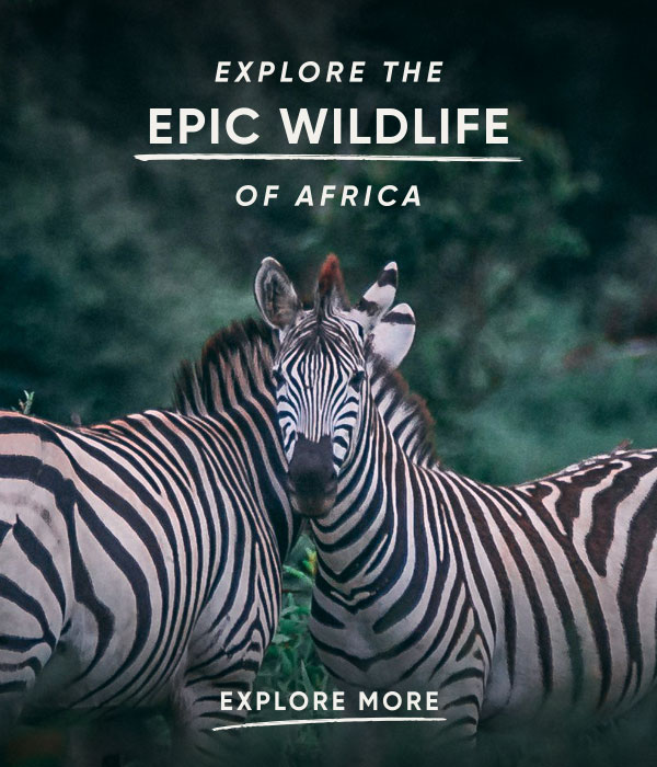 EXPLORE THE EPIC WILDLIFE OF AFRICA