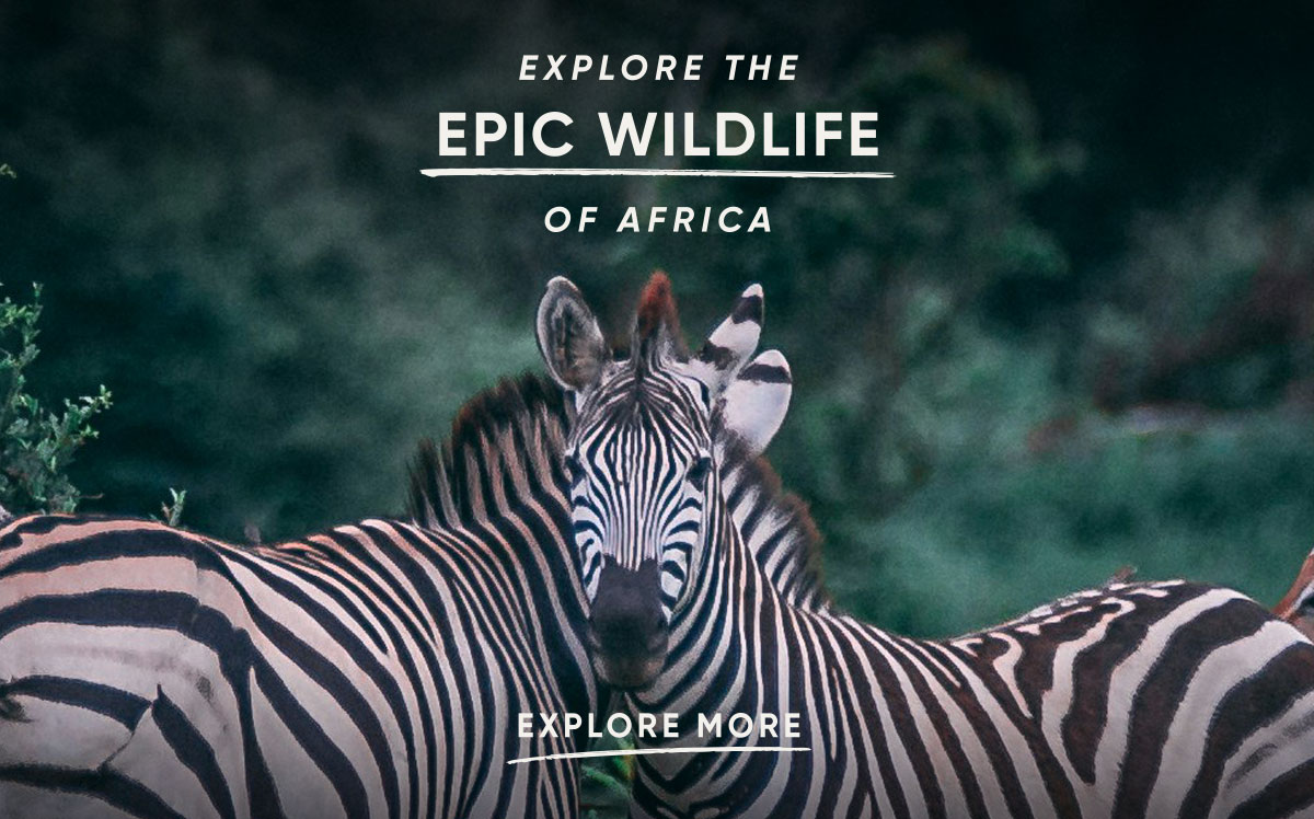 EXPLORE THE EPIC WILDLIFE OF AFRICA
