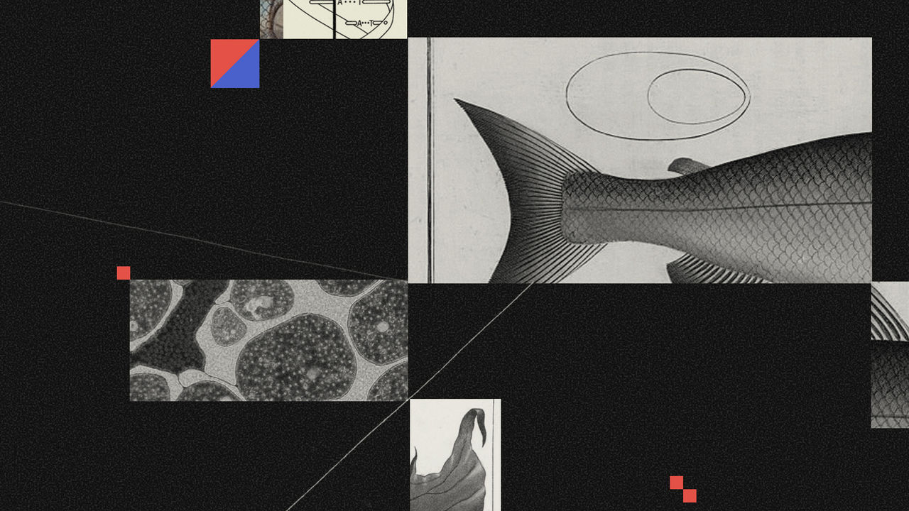 Collage of fish scales, DNA, and cells