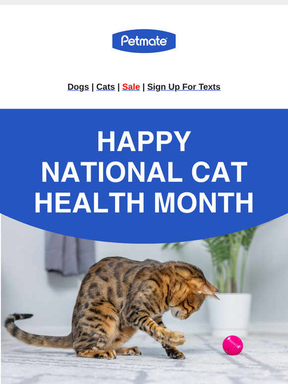 It’s National Cat Month! Here’s What You Should Know