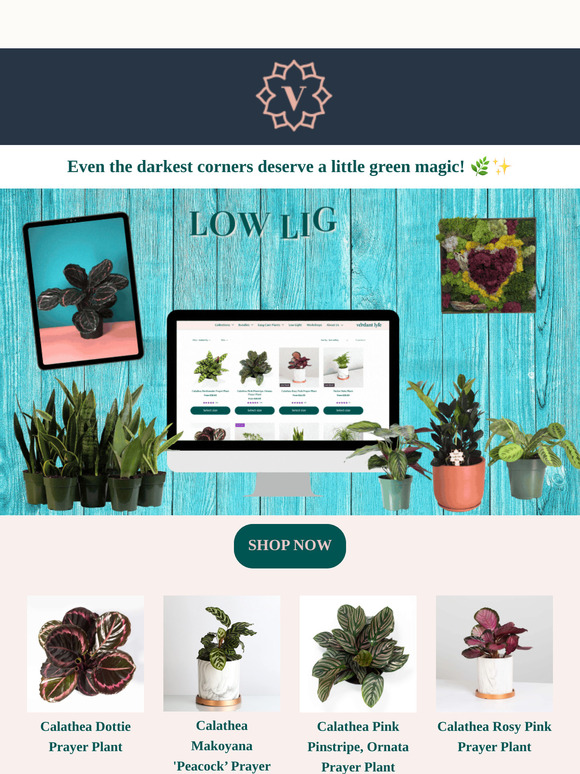 🌿✨ Celebrate Plant Appreciation Day with Stunning Low-Light Plants! 💚🌿