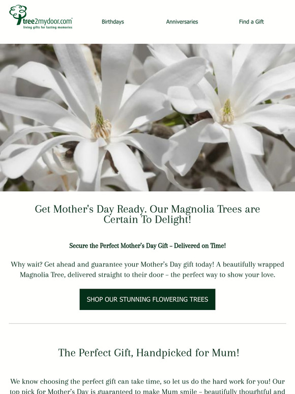 🌸 The Perfect Mother’s Day Gift – A Blooming Magnolia Tree!