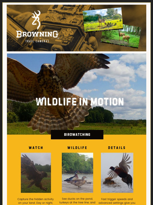 Wildlife in Motion from Browning Trail Cameras