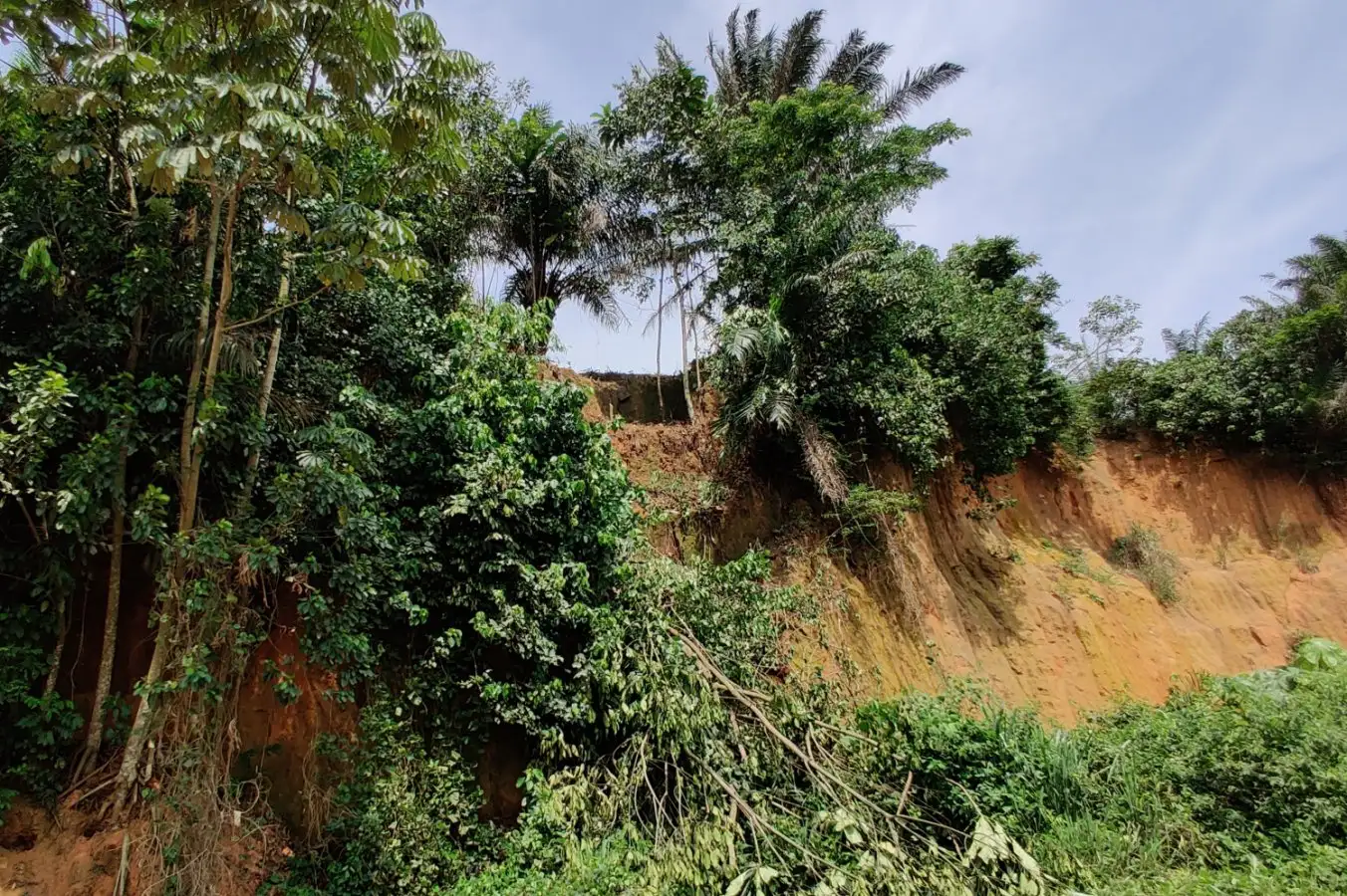 An archaeological site in a tropical forest. Image links to article