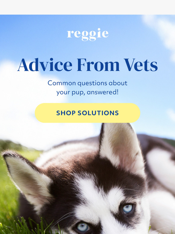Vet-Approved Solutions To Pup Problems
