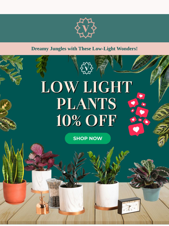 🌱✨ Brighten Up Your Space with 10% OFF Low Light Plants – Limited Time! 🌿
