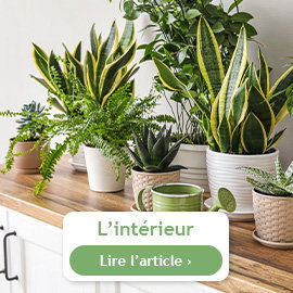 Plantes d’intérieur, que faire en mars ?