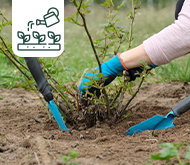 Comment planter les rosiers ?