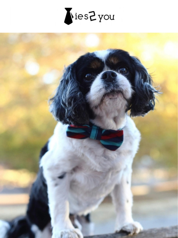 🐶 New Pet Bowties Matching Your Style 🐱🐾