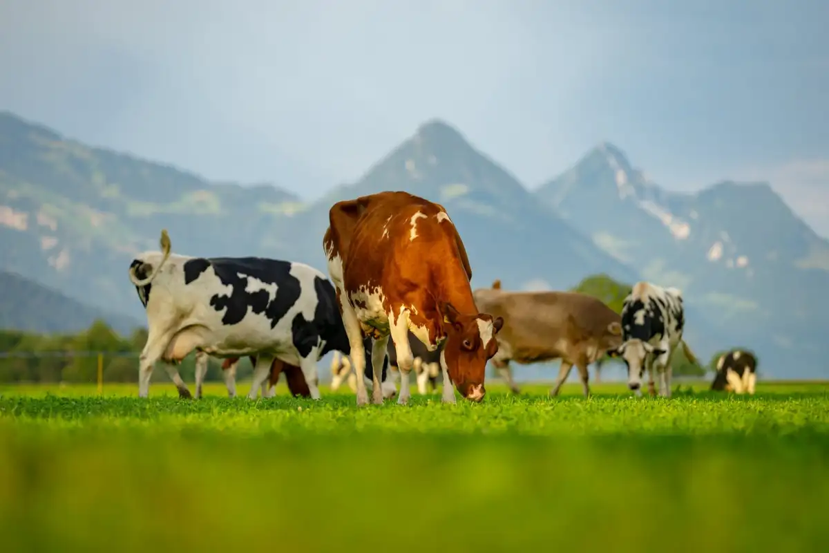 Fungus offers a new way to cut down on methane in cow burps. Image leads to article.