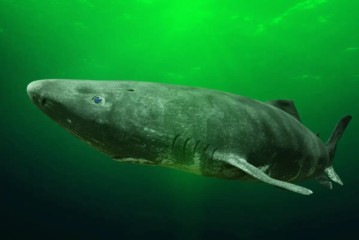 The secret of how Greenland sharks can live cancer-free for 400 years. Image leads to article.