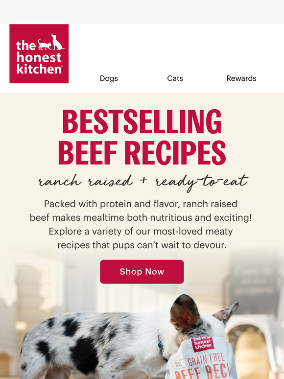 Beef Recipes Dogs Can’t Resist 🥩