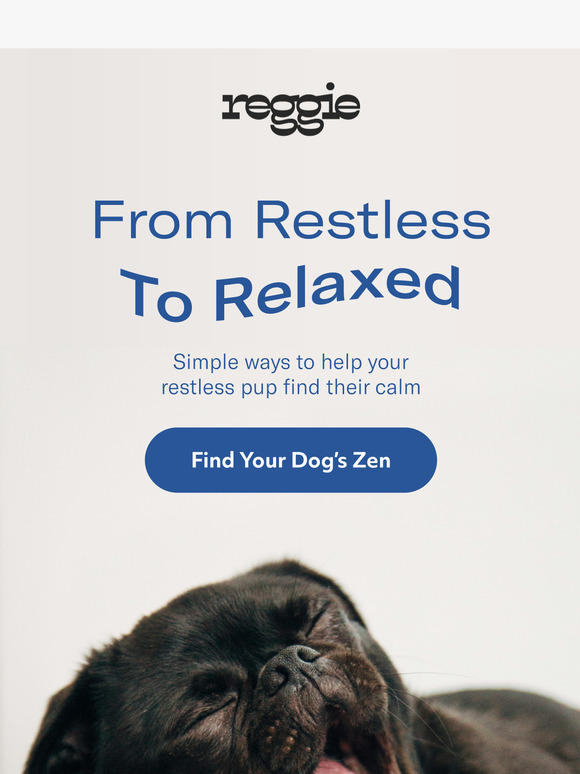 Help Your Dog Find Peace 🌿