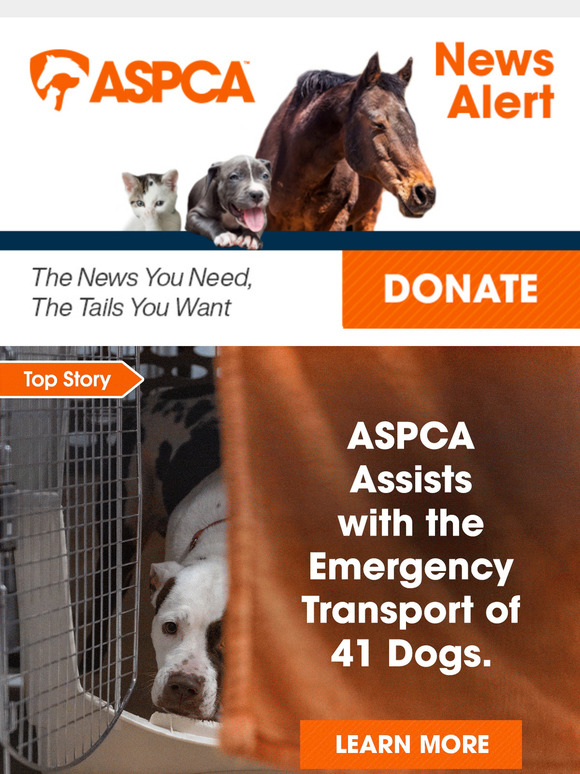 [Emergency Transport]: 40+ Dogs Relocated