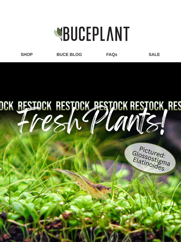 Plants Restocked (Including Glosso 🌱 A Fav Carpet Plant)
