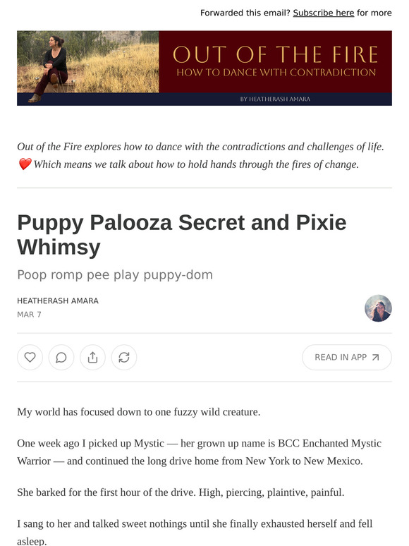 Puppy Palooza Secret and Pixie Whimsy