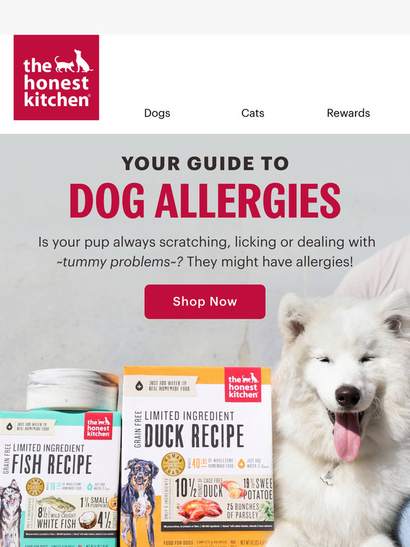 Uncovering Dog Allergies: What to Know