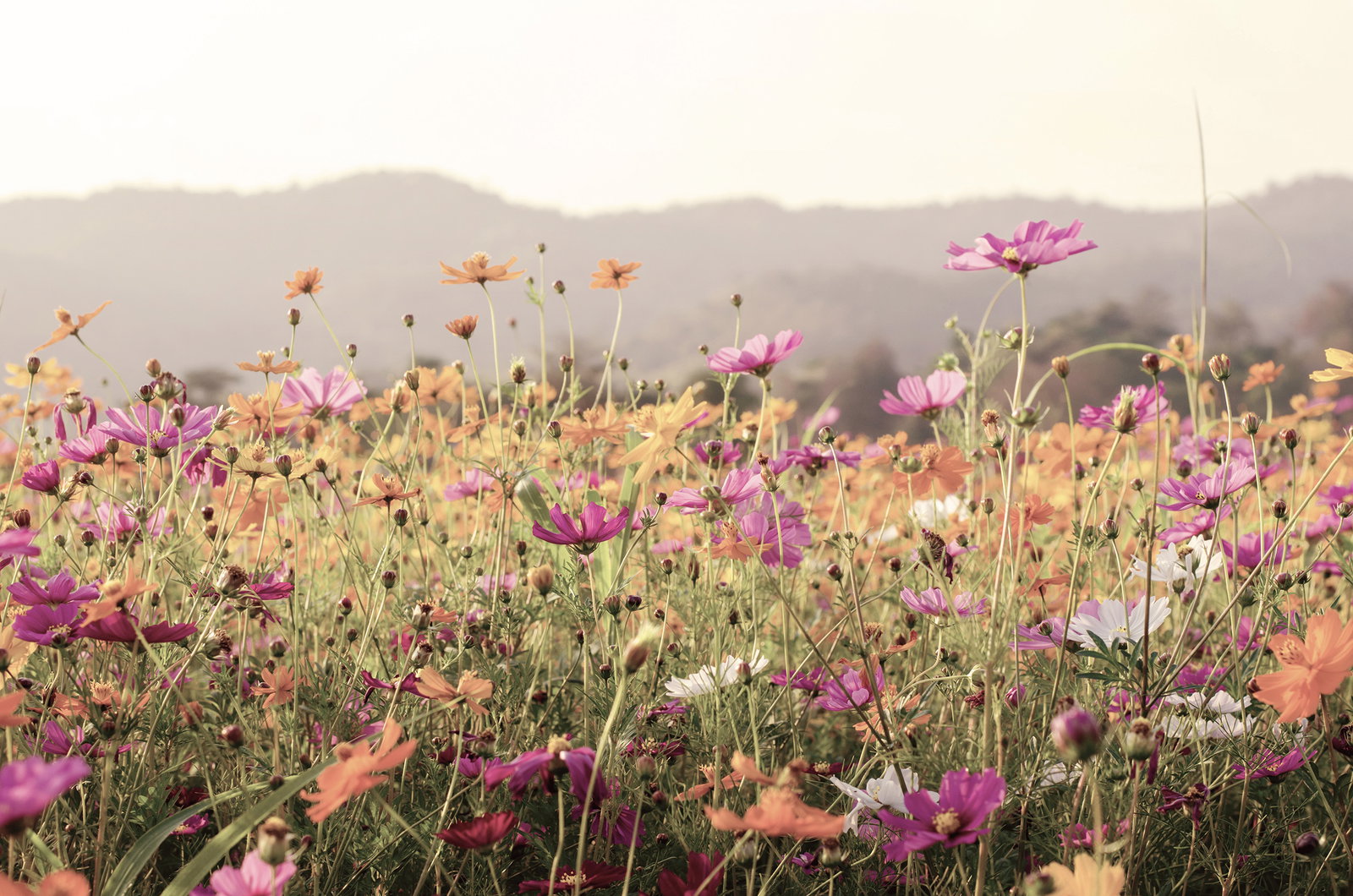 Cosmos Flower Field In Vintage Style Wall Mura