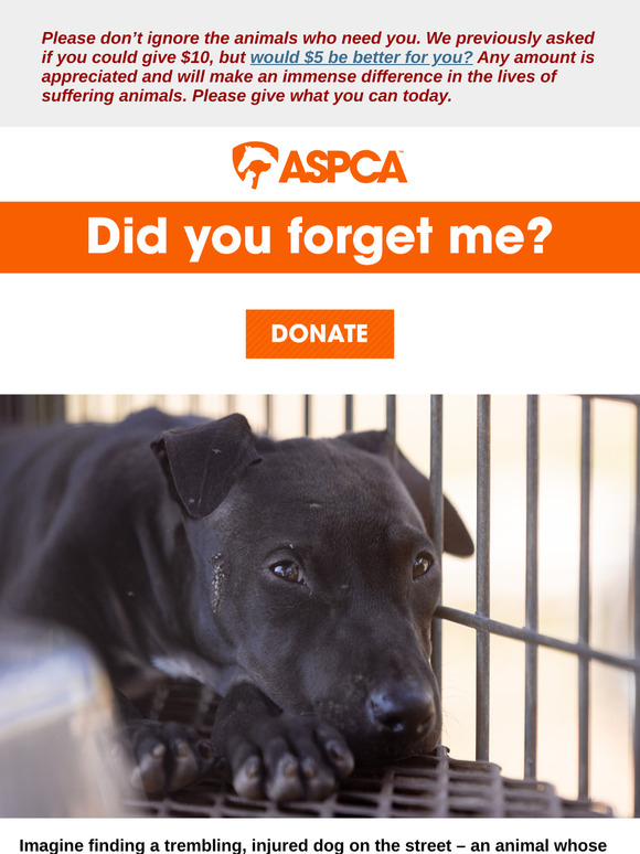 Following Up [Animals Need You Now]