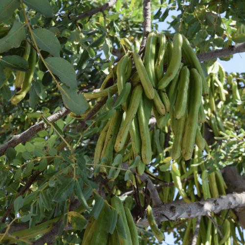 carob fruit extract
