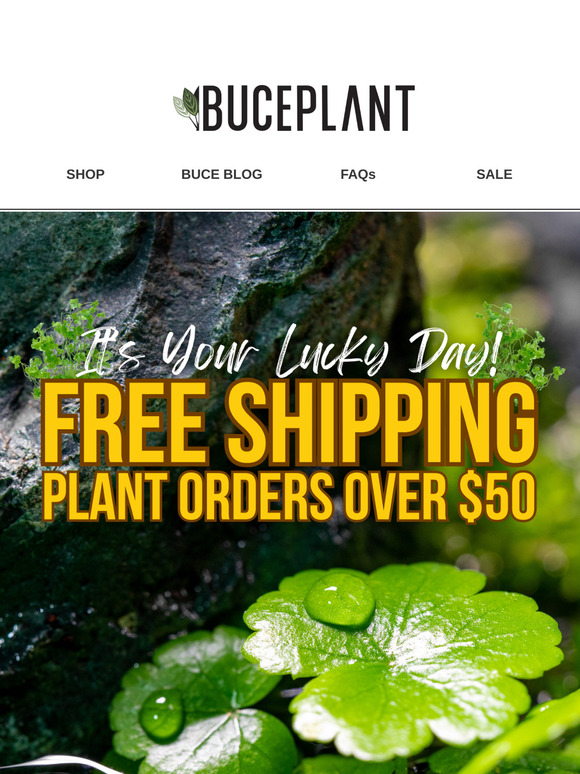 It's Your Lucky Day 😎🍀 Free Plant Shipping for St. Patty's Day
