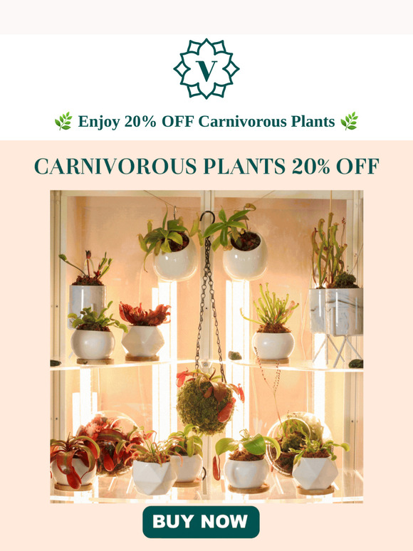 🪴 Pitcher’s Paradise – Exotic Carnivorous Plants Await! 🏕️🌿