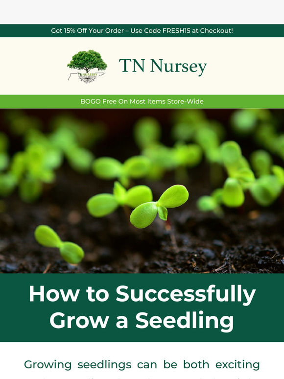 Master the Art of Growing Healthy Seedlings! 🌱