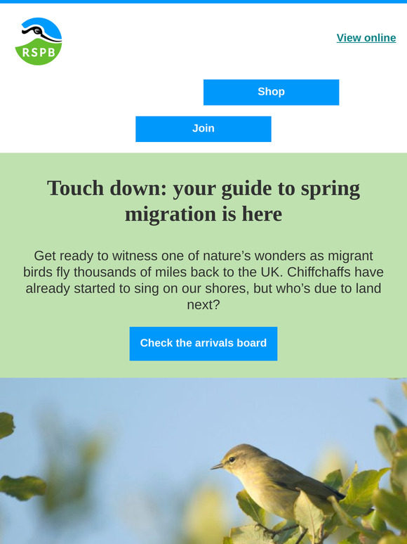 Spring arrivals: which bird will you see first?