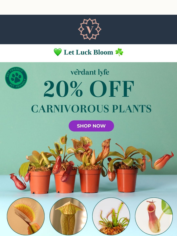 🍀 Lucky Lyfe: A Plant Collection Full of Fortune! 🌱✨