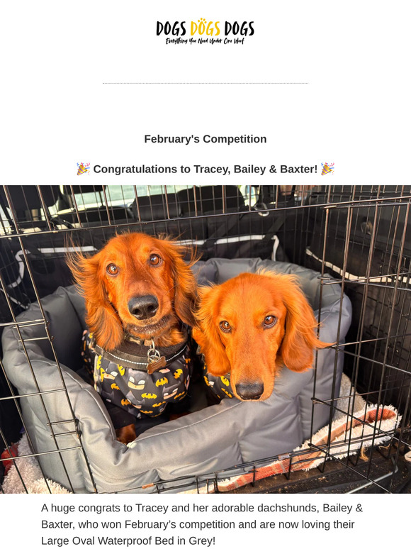 Win the Ultimate Dog Bowl! 🐶 Enter Our March Giveaway