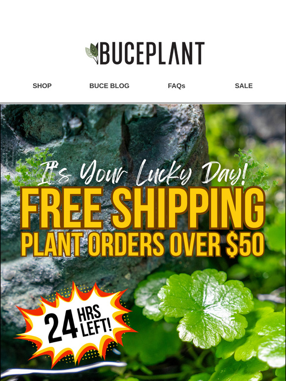 St. Patty's Got Plant Shipping Covered 🌿🍀 Ends Tomorrow!
