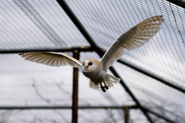 A barn owl with outstretched winds flying through a zoo enclosure.