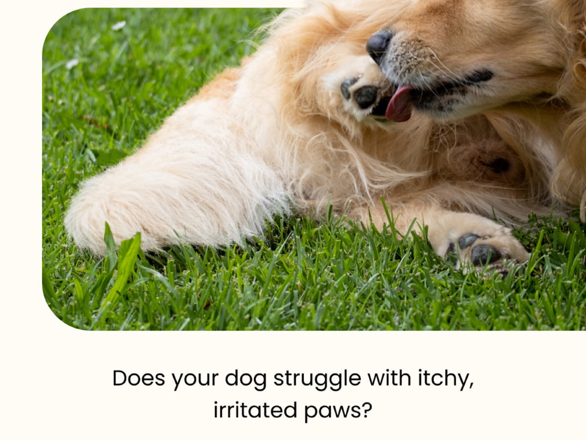 Does your dog struggle with itchy, irritated paws?