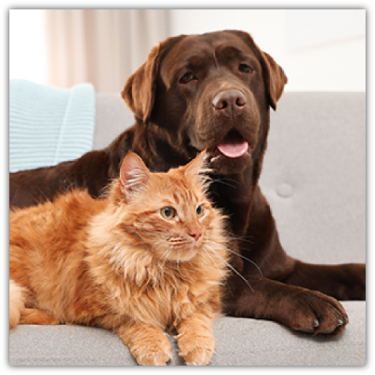 A chocolate Labrador Retriever and a fluffy orange tabby cat lounging together on a gray sofa. The dog, appearing relaxed with its tongue out, gazes off to the side, while the cat, with alert eyes, looks towards the viewer, showcasing a serene and companionable moment between the two pets.