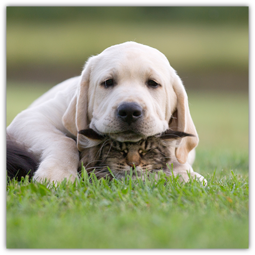 "A heartwarming scene of a young yellow Labrador puppy gently resting its head on a brown and black tabby cat, both lying on green grass. The puppy looks calm and serene while the cat appears relaxed under the puppy's embrace, conveying a sense of friendship and tranquility between the two species.