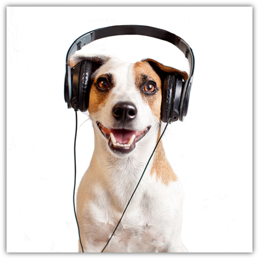 A joyful Jack Russell Terrier wearing large black headphones, looking directly at the camera with a wide, happy smile, set against a plain white background.