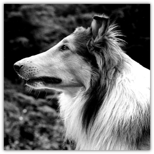 A black and white portrait of a majestic Collie in profile, with a focused expression and its fur gently blowing in the wind, set against a softly blurred natural background.
