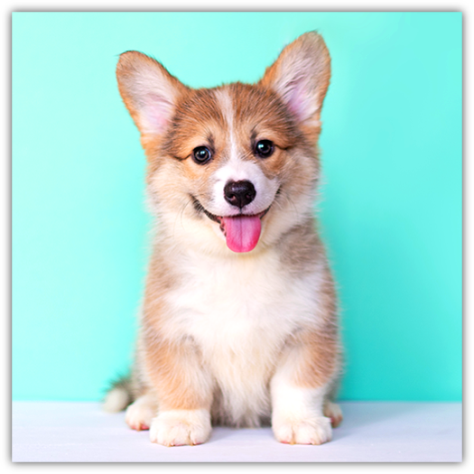 A joyful Corgi puppy with a fluffy tricolor coat sits against a bright turquoise background, looking directly at the camera with its tongue playfully sticking out and a bright, happy expression.