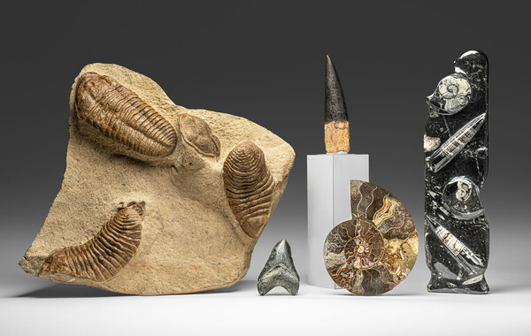 FASCINATING FOSSILS