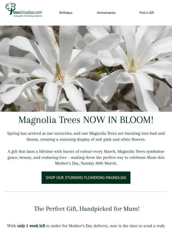 Celebrate Spring - Magnolias now in bloom!  🌸