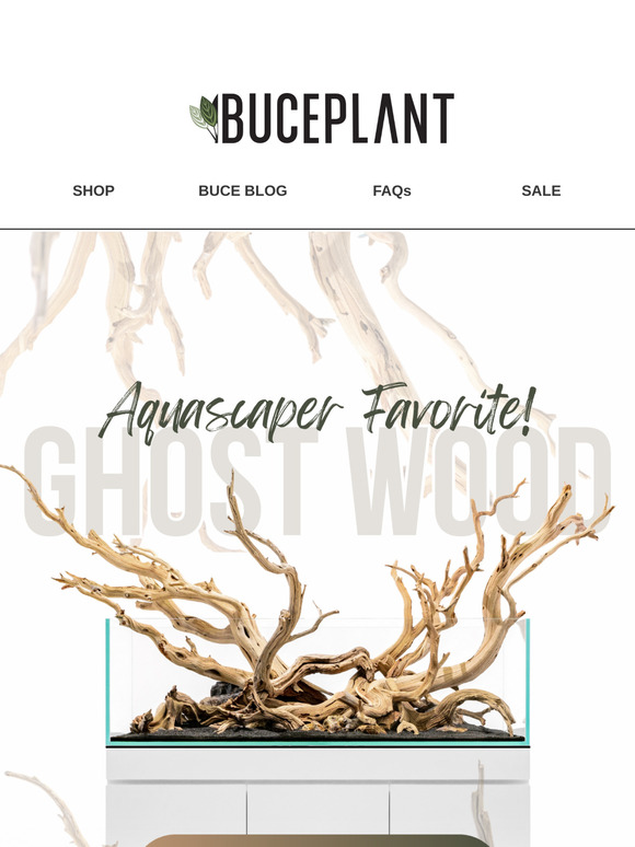 Aquascaper's Dream Driftwood + Plants Restocked 🔥🌱
