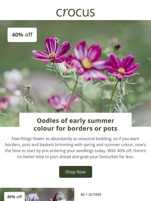Summer garden colour | 40% off