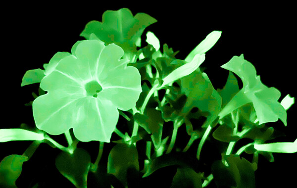 FIREFLY BIOLUMINESCENT PETUNIAS