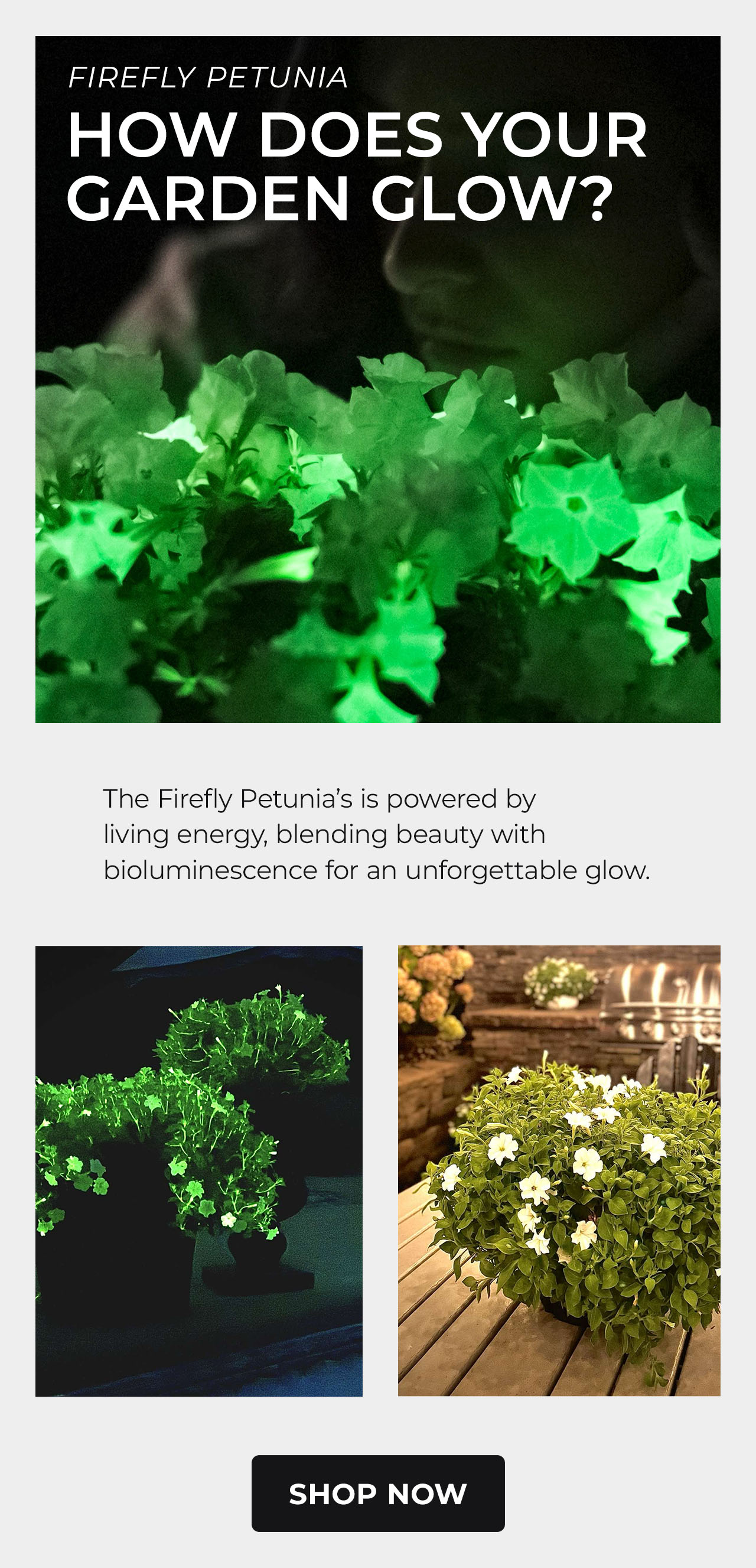 Bio-Light Firefly Petunia