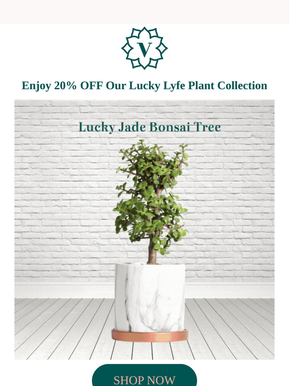 🌱 20% OFF Lucky Lyfe Plant Collection 🍀